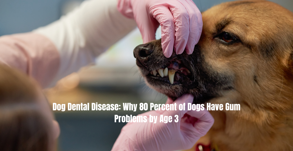 dog dental disease gum problems signs and prevention