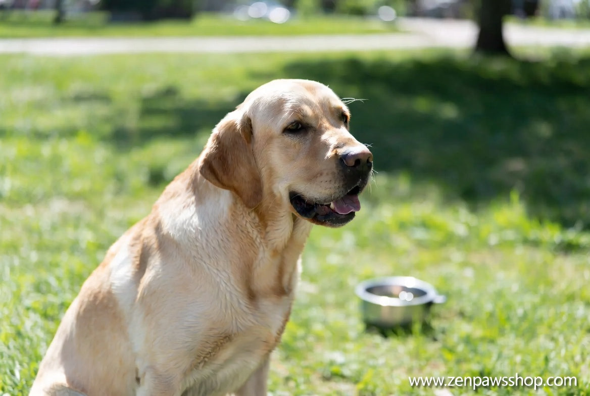 dog heatstroke signs prevention emergency steps complete guide