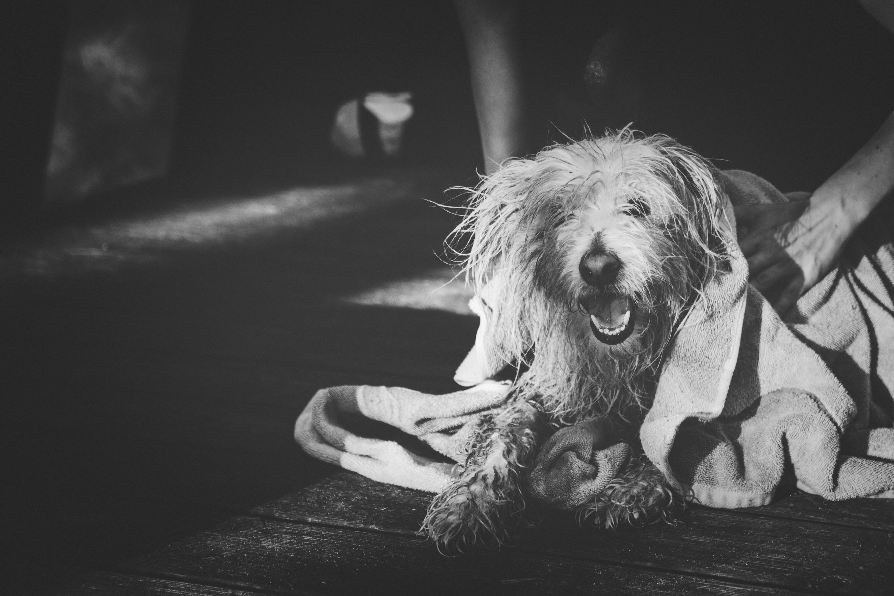 Best Way to Dry Your Dog After a Bath: Complete Guide
