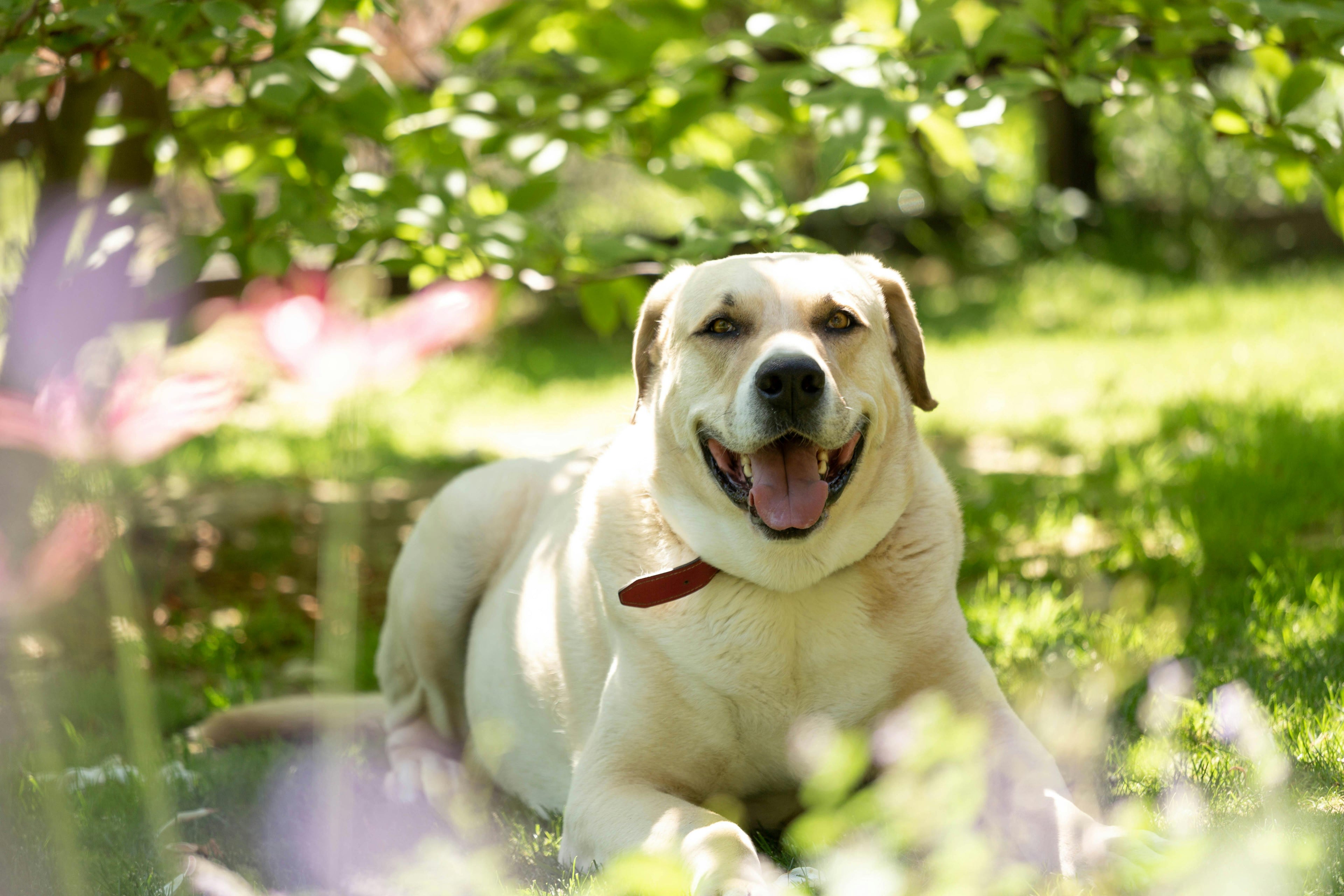 how to keep dog cool in summer 2026 complete guide USA