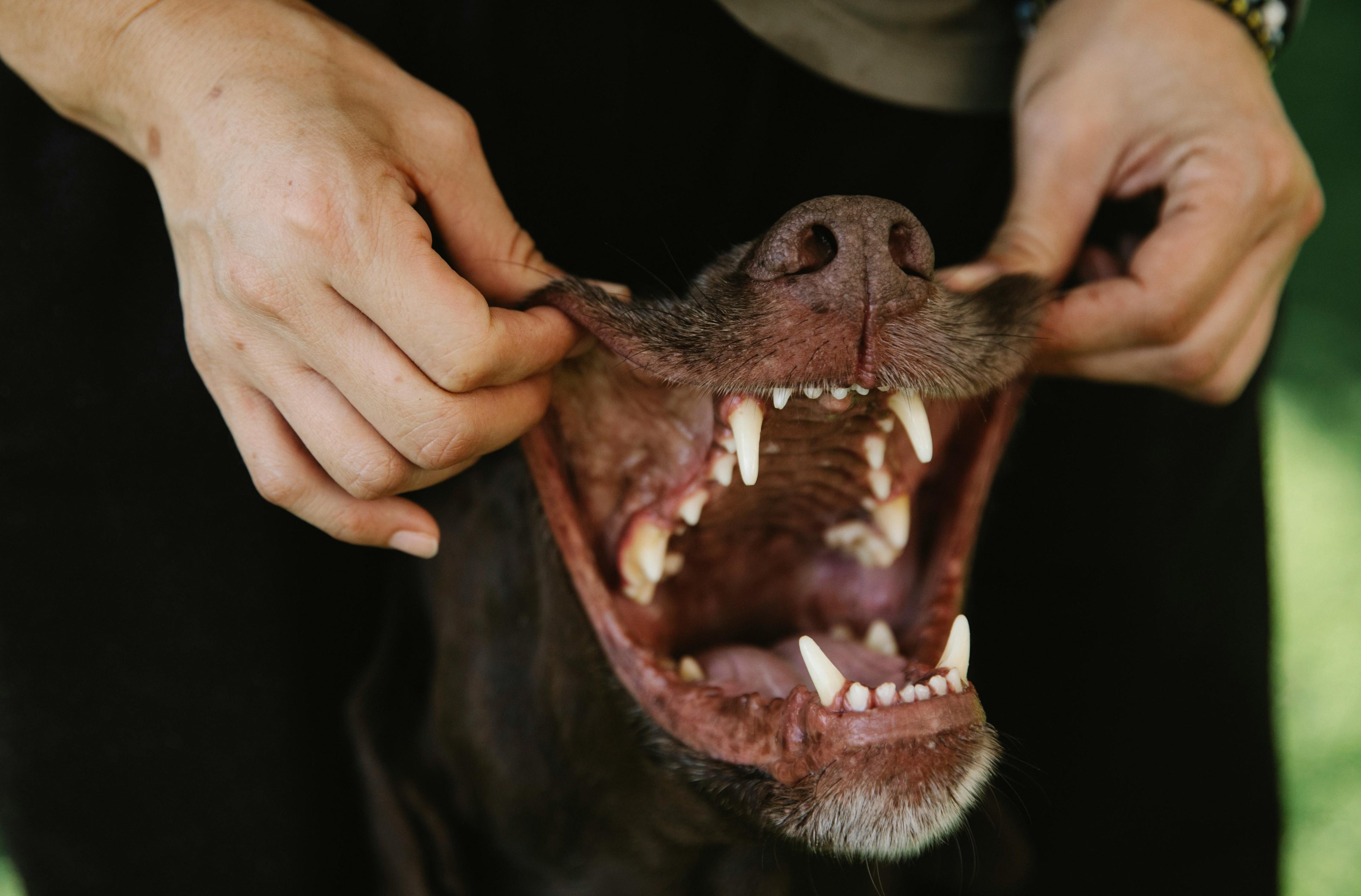 Natural Dog Teeth Cleaning: 7 Methods Vets Approve