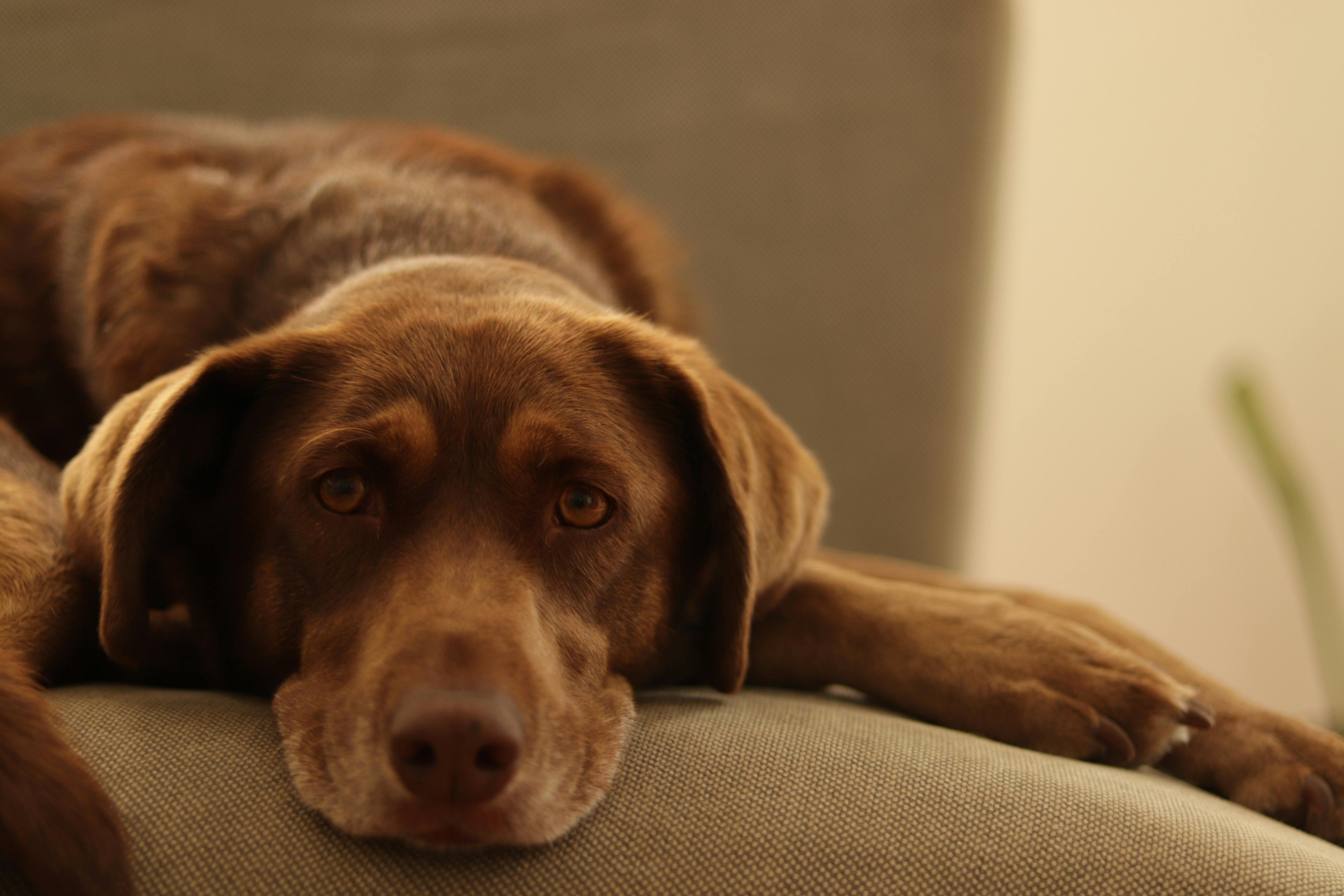 5 signs of dog anxiety and what actually helps
