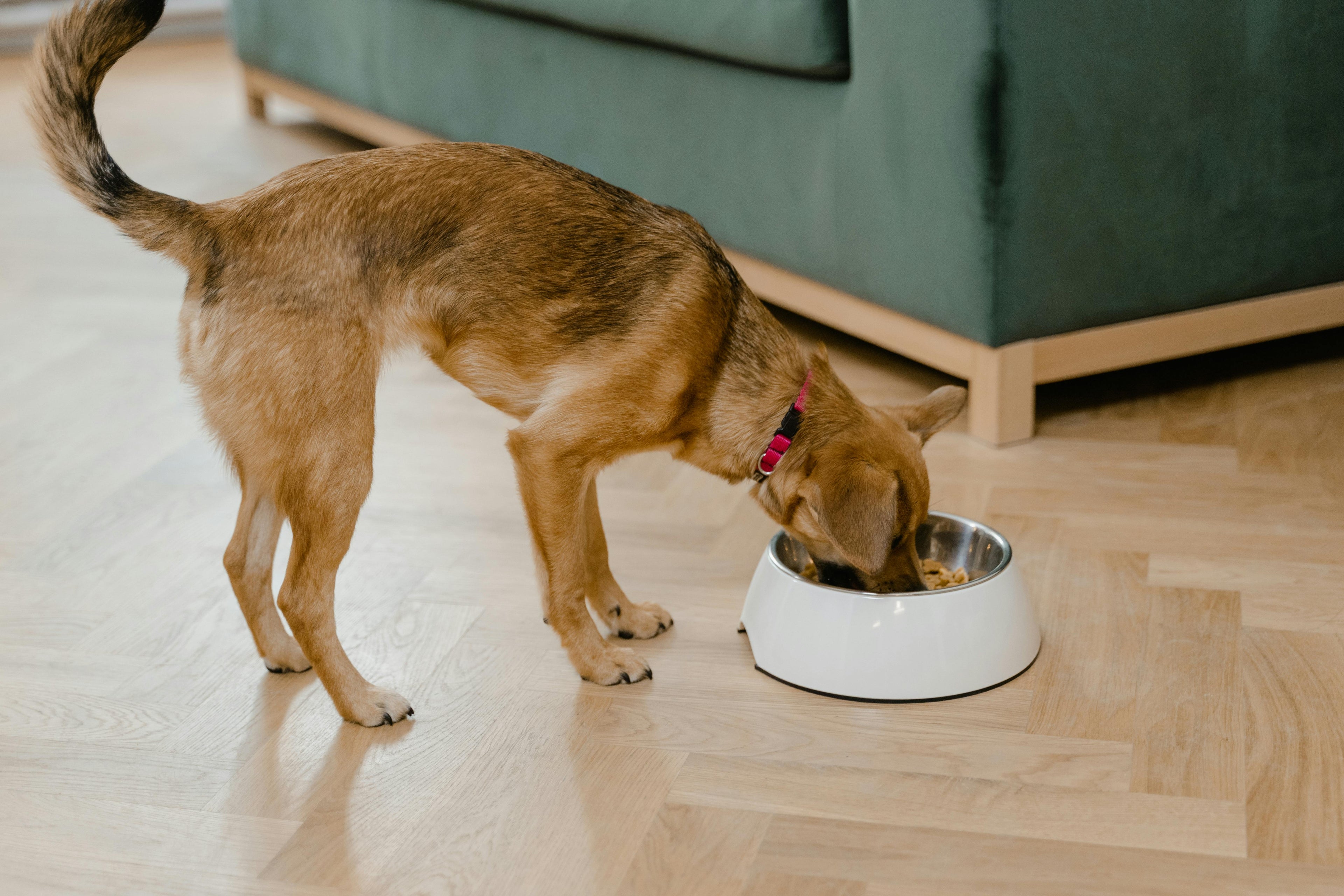 dog eating too fast from bowl solutions slow feeder vet approved