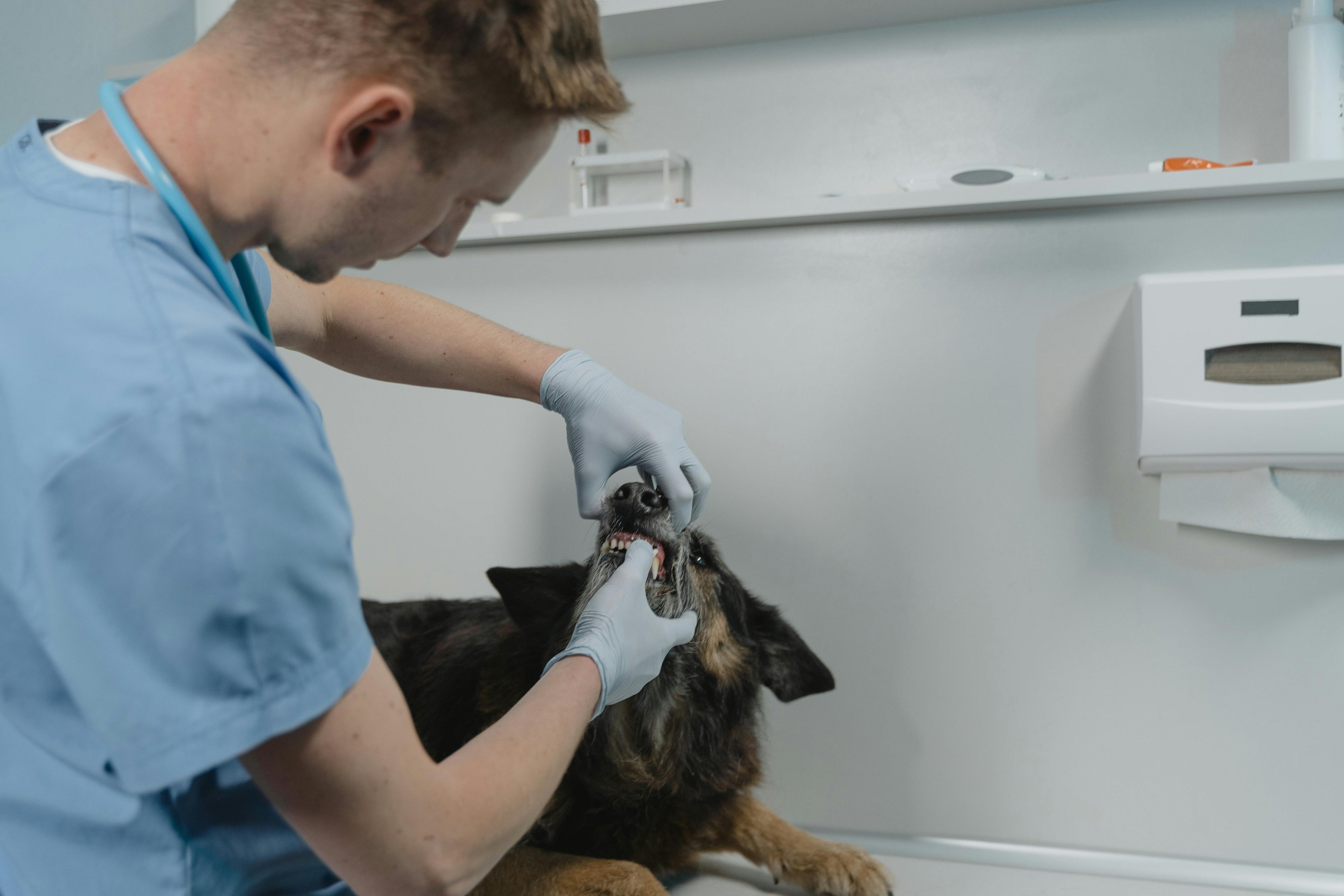 how to clean dog teeth without brushing 5 easy methods