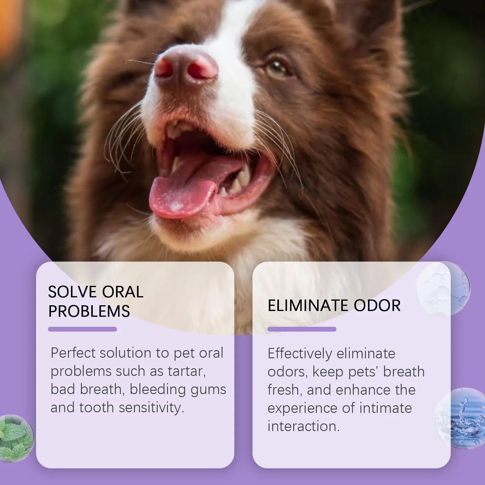 Dog and Cat Dental Cleaning Spray – Removes Tartar Freshens Breath and Prevents Calculus | ZenPawsShop